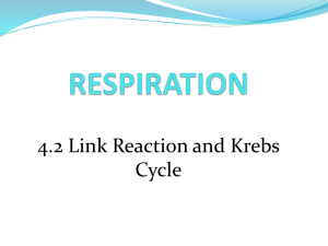 Lesson 4.2 Link Reaction and Krebs Cycle