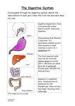 The Digestive System