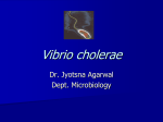 Vibrio cholerae