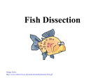 Fish Dissection