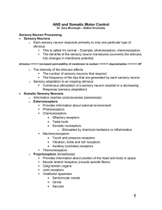 Sensory Neuron Processing