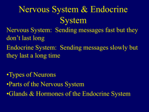 Nervous System