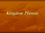 Kingdom Plantae PPT