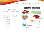 Specialized Cells