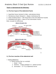 1. Superficial Fascia (Camper`s)=fatty