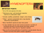 Hymenoptera