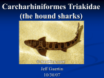 Triakidae