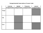 Innervation of Lower Limb Muscles