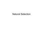 Natural Selection