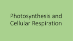 Photosynthesis and Cellular Respiration