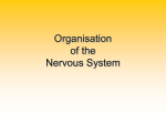 2Nervous_system