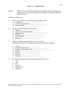 Labs 7, 8, 9 Skeletal tissue