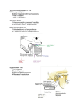 Temporal Mandibular Joint