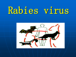 Rabies virus