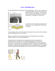 cell membranes - Crossroads Academy