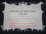 Cell Cycle PPT with Flashcard instructions