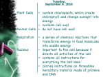 Plant Cells Animal Cells Respiration Nucleus • contain chloroplasts