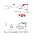 DELIVERY OF DRUGs THROUGH INTRANASAL ROUTE