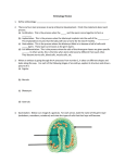 Embryo Review Sheet