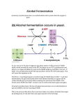 Lactic Acid Fermentation