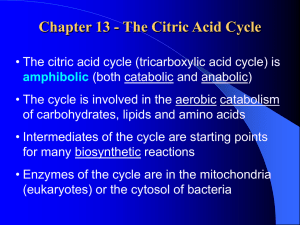 The Citric Acid Cycle