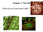 The Cell