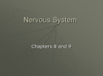 Nervous System