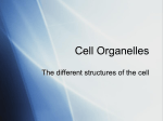 Cell Organelles