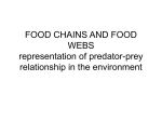 food chains and food webs