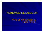 AMINOACID METABOLISM