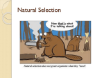 Natural Selection