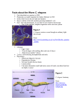 Facts about the Worm C. elegans