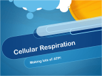 Cellular Respiration