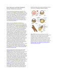 Hans Spemann and Hilde Mangold: Primary Embryonic Induction