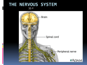 The nervous system - Sonoma Valley High School