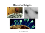 Thesis Proposal - Phage Ecology Research!