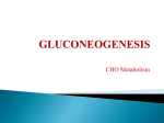 gluconeogenesis