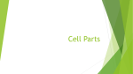 Cell Parts