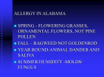 ALLERGY SLIDES