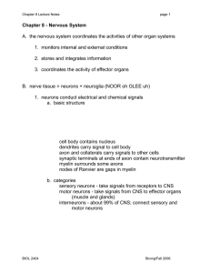 Chapter 7 -Nervous System - Austin Community College