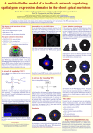 A multicellullar model of a feedback network regulating spatial gene