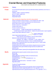 Cranial Bone Features