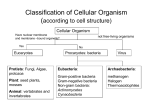 Cytoplasmic membrane