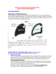 surface anatomy and features of the