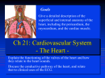 Ch 21: Cardiovascular System - The Heart -