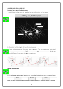 Cell body, axon, dendrite, synapse