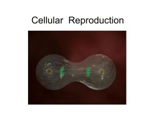 Cellular Reproduction