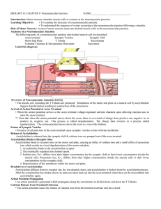 BIOLOGY II: CHAPTER 9: Neuromuscular Junction