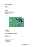 Central Venous Catheters