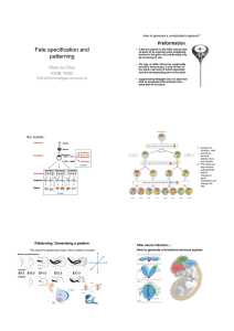 Fate specification and patterning